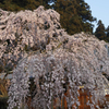 大山寺枝垂れ桜