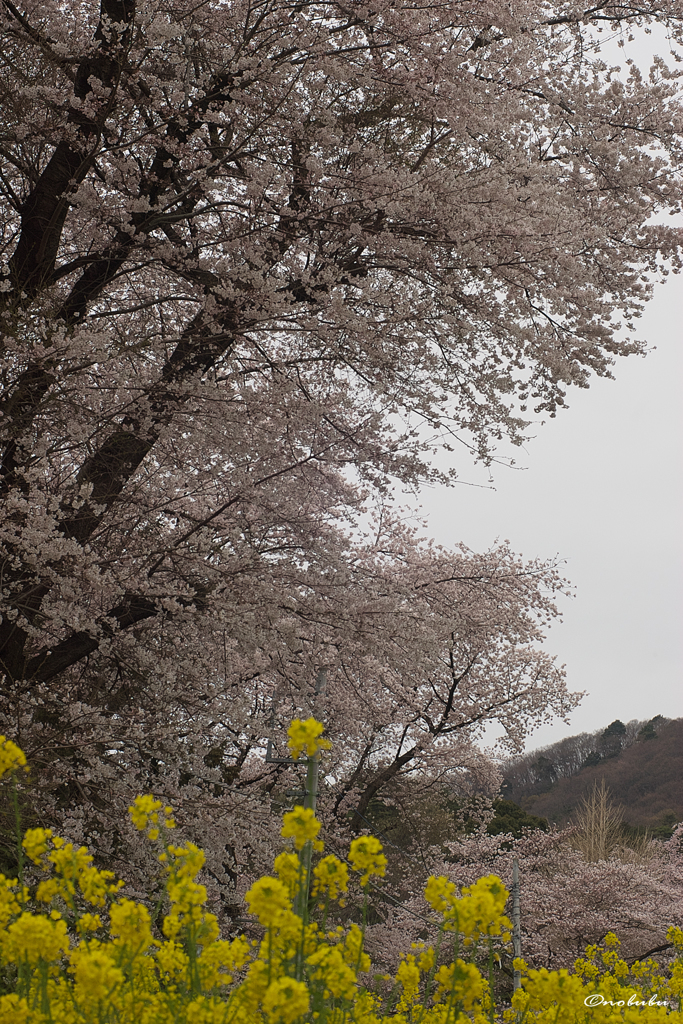 菜の花と桜