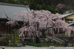 大山寺枝垂れ桜