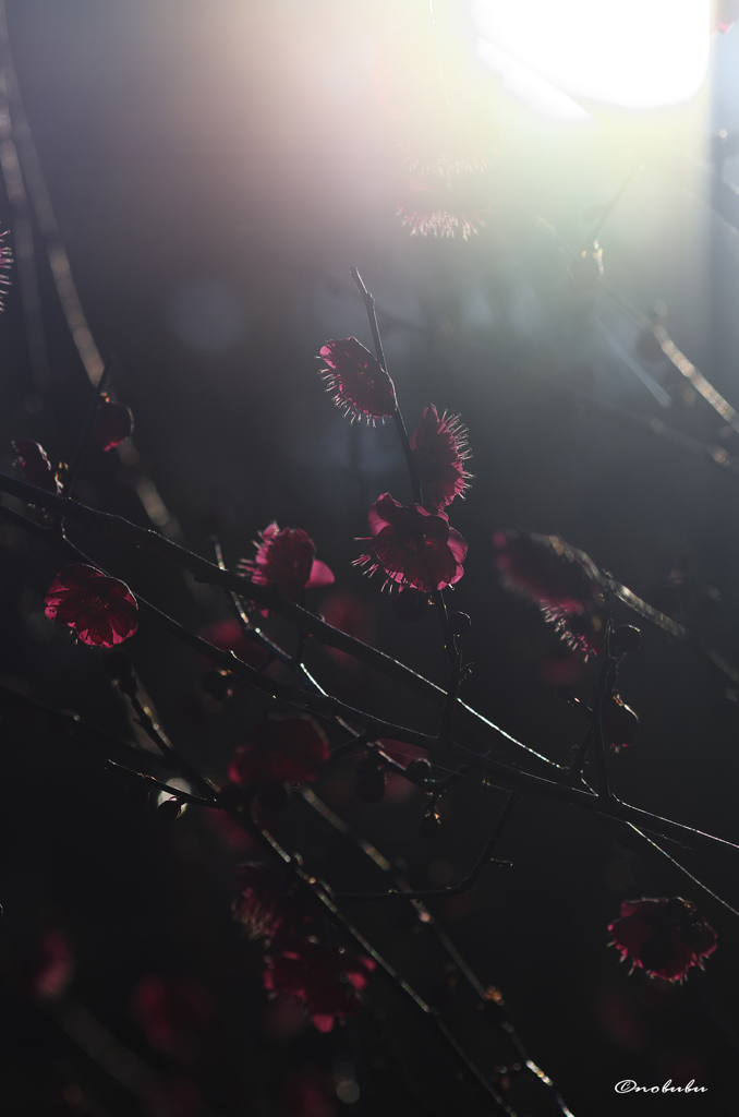 寺の梅