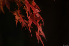 秋の鹿は笛に寄る