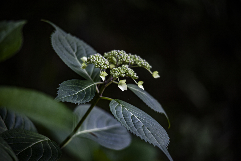 山の紫陽花