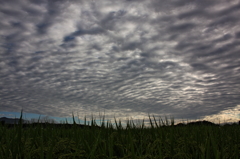 うろこ雲