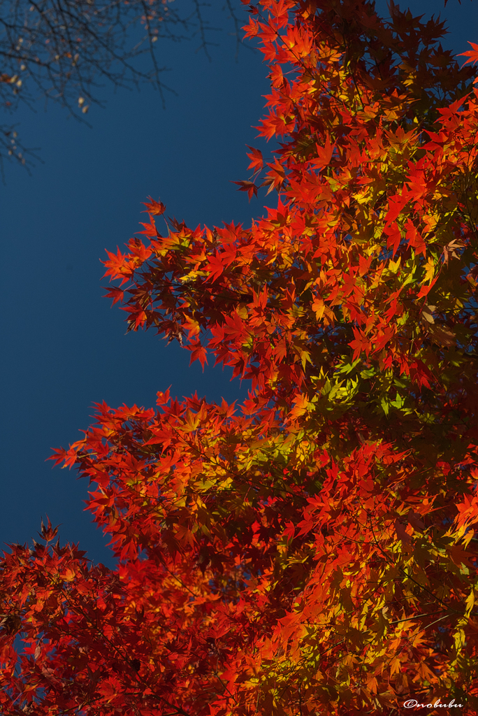 最近、秋が短くて‥‥
