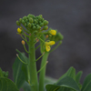 菜