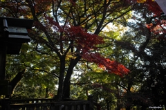 紅葉　唐沢山神社