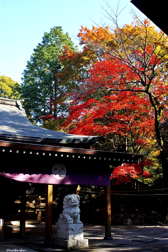 紅葉　唐沢山神社