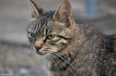 ねこ