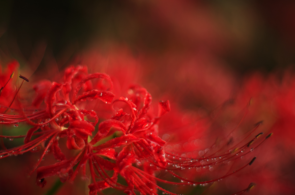 曼珠沙華