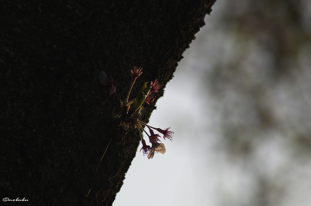 残り桜