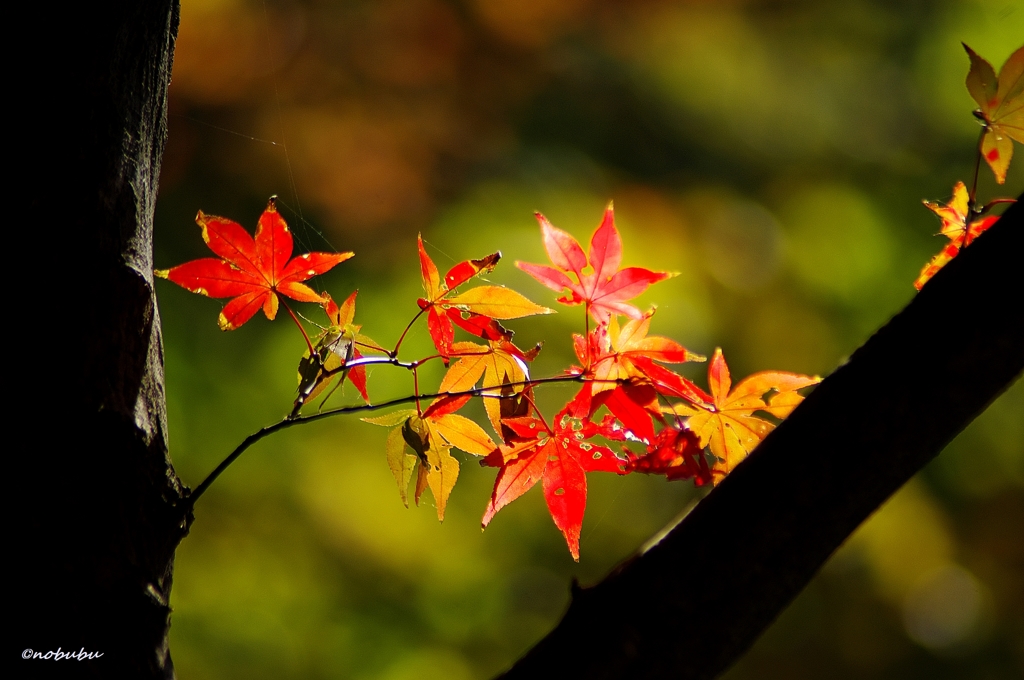 紅葉　唐沢山