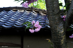 がんばる八重