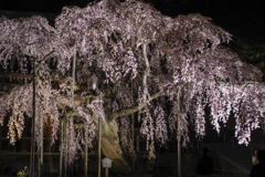 夜の枝垂れ桜