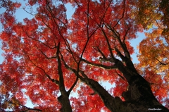 2014紅葉　太平山県立自然公園