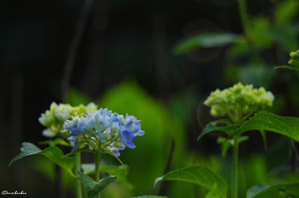 早朝の紫陽花10