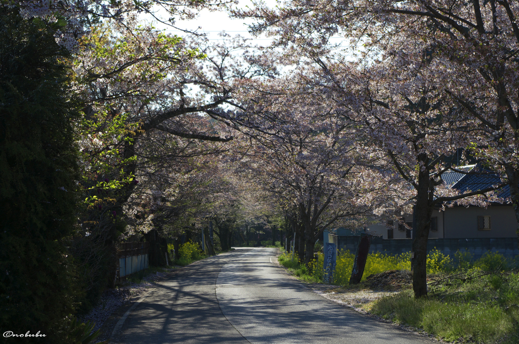 桜のトンネル