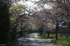 桜のトンネル