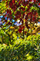 紅と緑