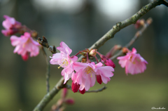 思川桜