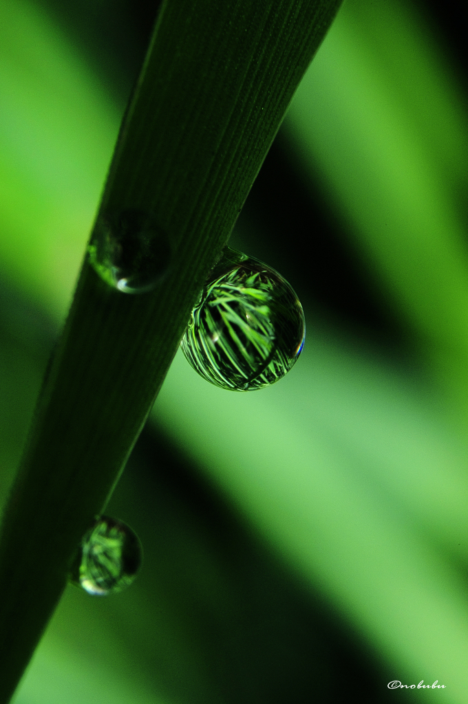 麦畑の小さな世界