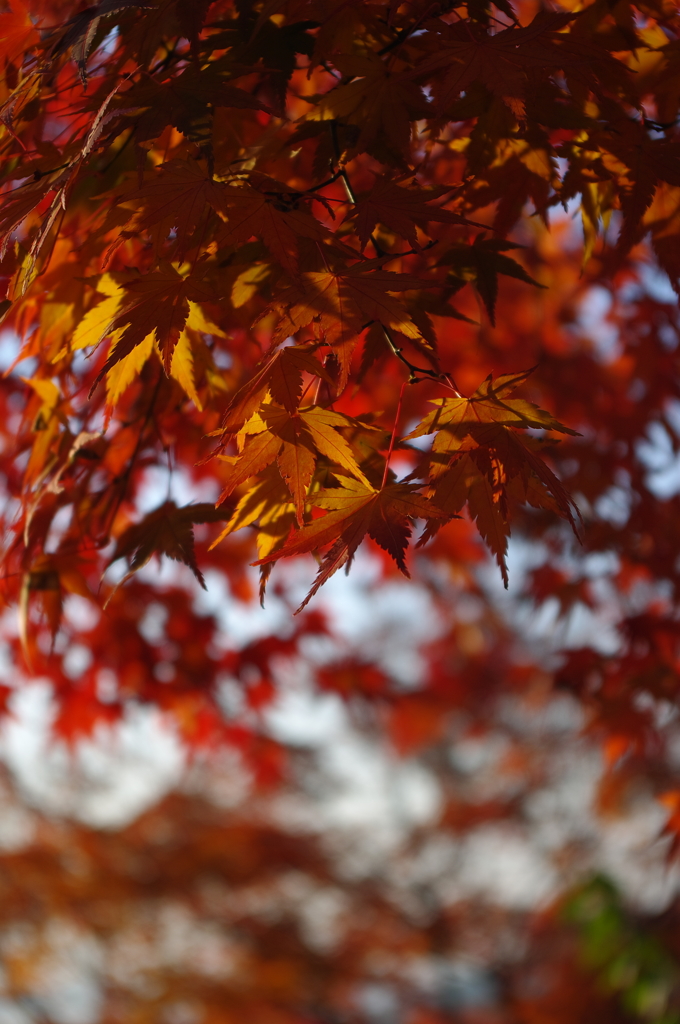 2014紅葉　清水寺