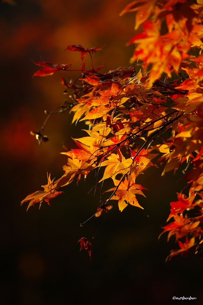 2014紅葉　清水寺