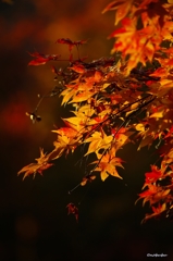 2014紅葉　清水寺