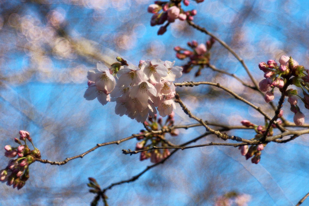 桜