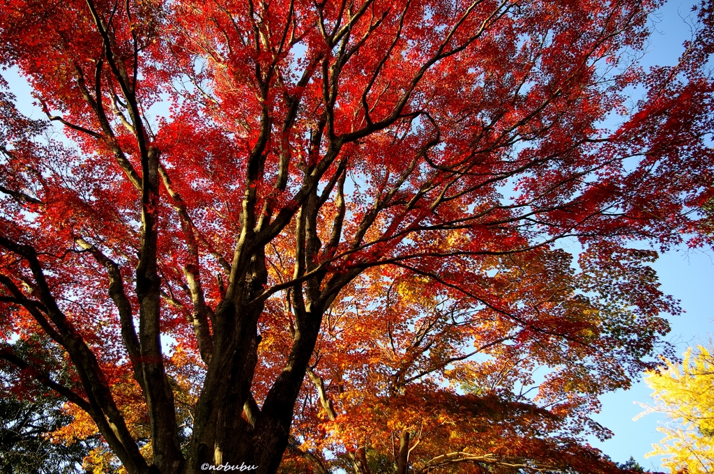 2014紅葉　太平山県立自然公園