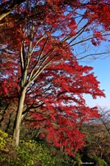 2014紅葉　太平山県立自然公園