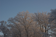 雪化粧