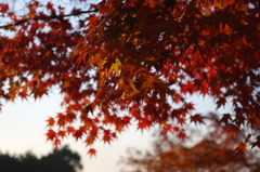 2014紅葉　清水寺