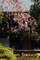 寺