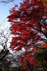 2014紅葉　太平山県立自然公園