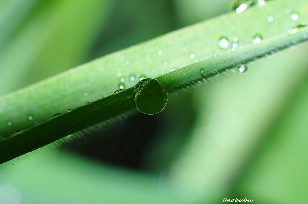 雫・緑