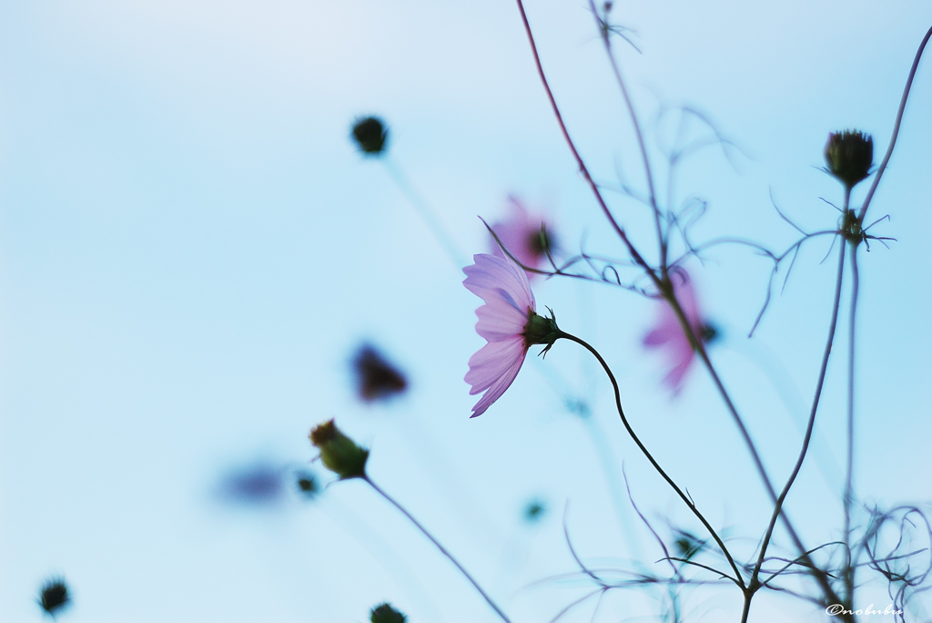 秋の色、秋の花