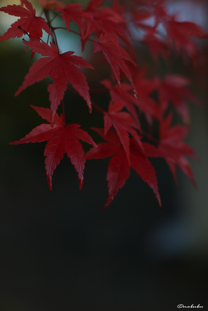 紅く