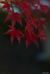 紅く
