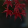 紅く