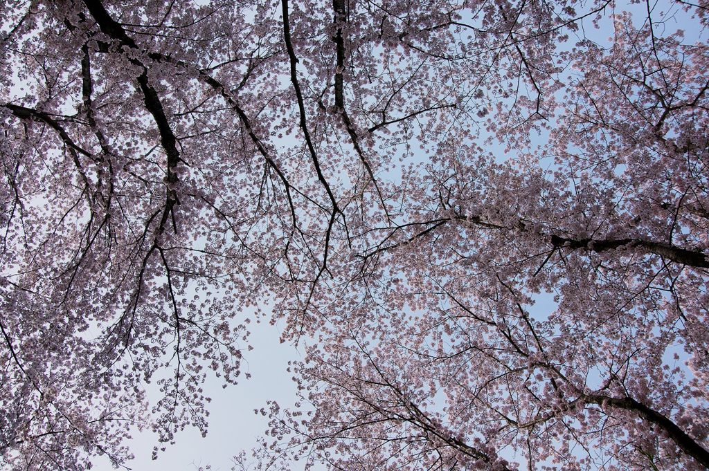 桜空