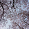 桜空
