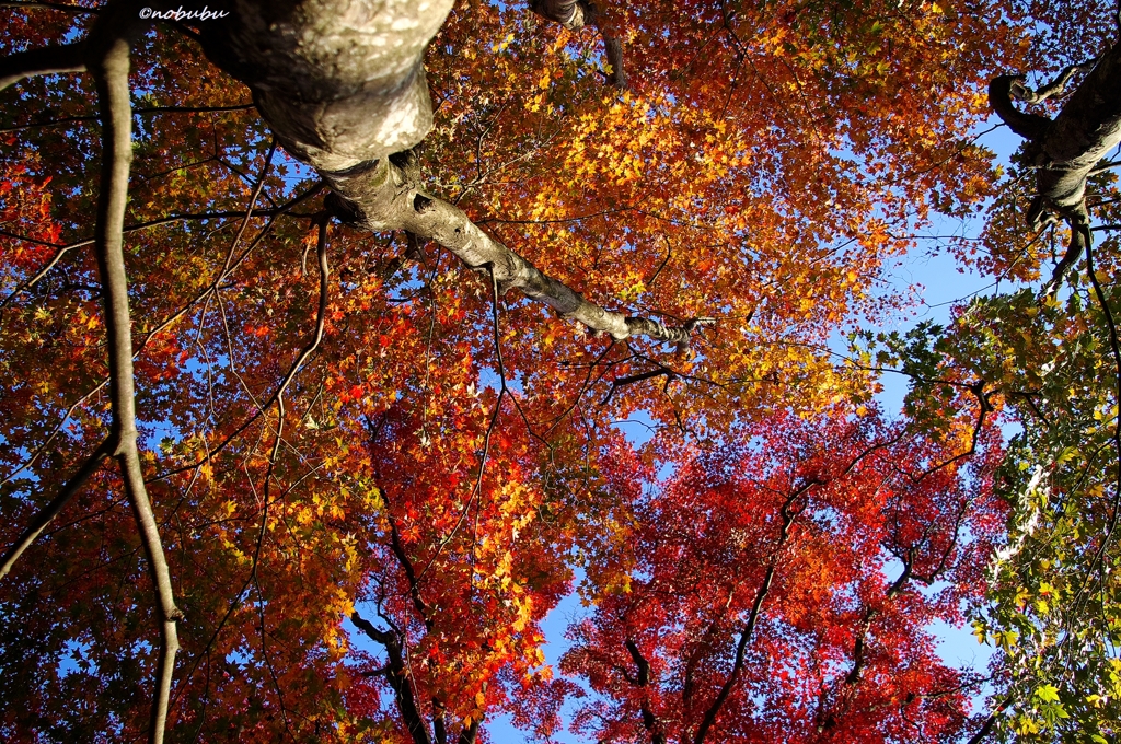 2014紅葉　太平山県立自然公園