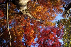 2014紅葉　太平山県立自然公園