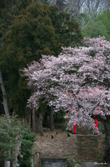 鳥居と桜