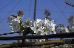 梨の花