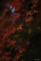 晩秋