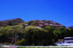 裏山も百花繚乱