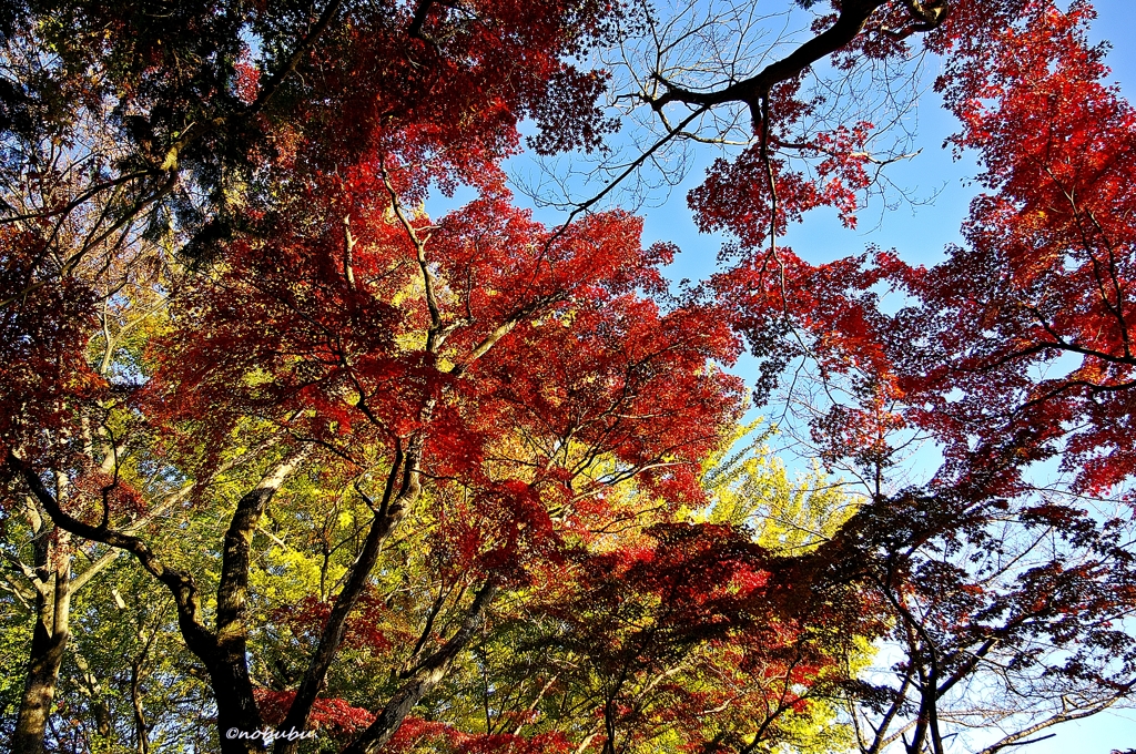 2014紅葉　太平山県立自然公園