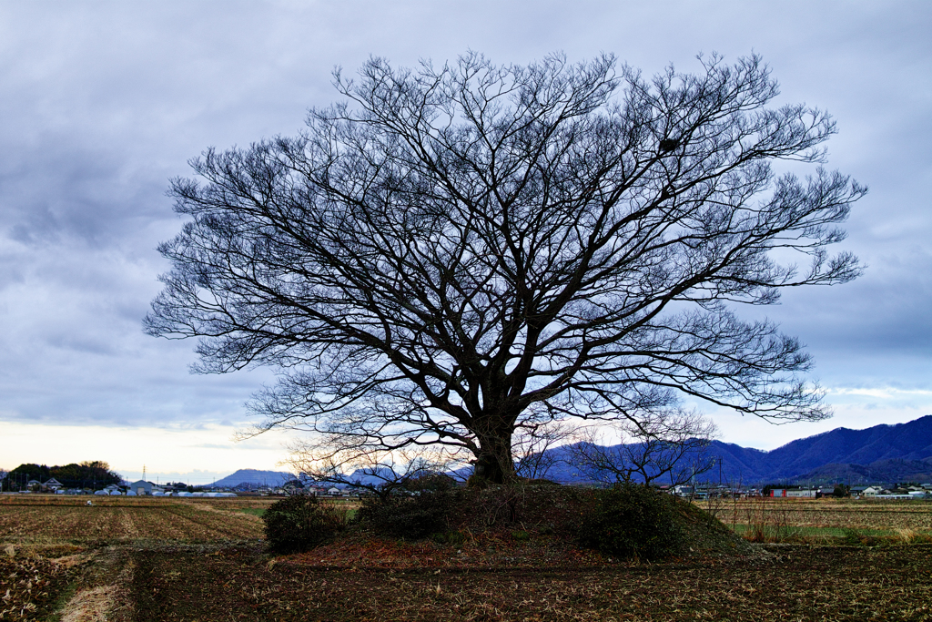 One tree in a rice field　２