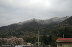満開の桜と雪をかぶった山